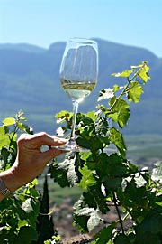 Gew&uuml;rztraminer im Sonnenlicht